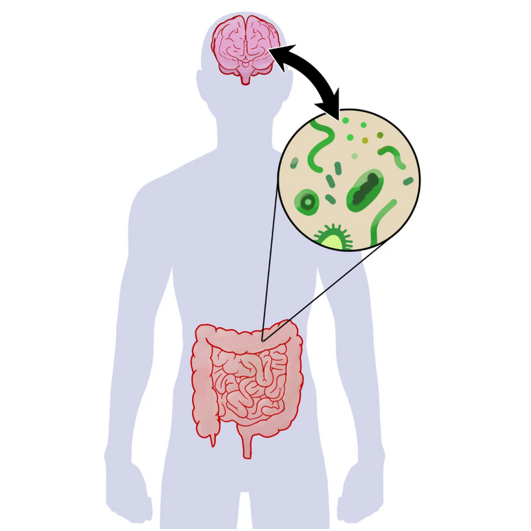 Gut Feeling: The Mind-Blowing Connection Between Your Gut and Brain